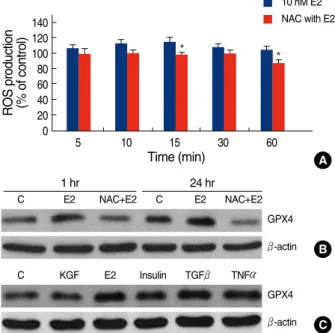 Figure 3. Modulation of the GPX4 protein expression in response to E2-induced ROS. (A) Time course of ROS generation induced by E2