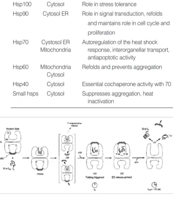 Fig 1. Structure of heat shock protein 60 kDa (HSP60). Molecular weight is 60 kDa, synthesized in the cytoplasm and transported to mitochondria