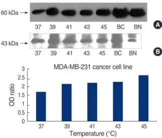 Fig 2. Expression of HSP60 in cell line and tissue by western blot.