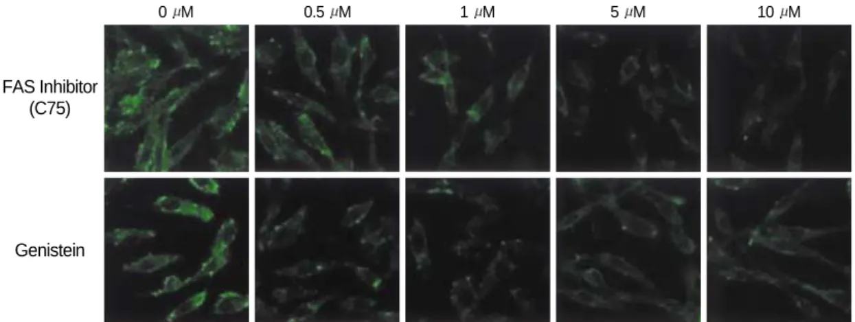 Fig 2. Expression of FAS in MDA-MB-231 cell line according to drugs.