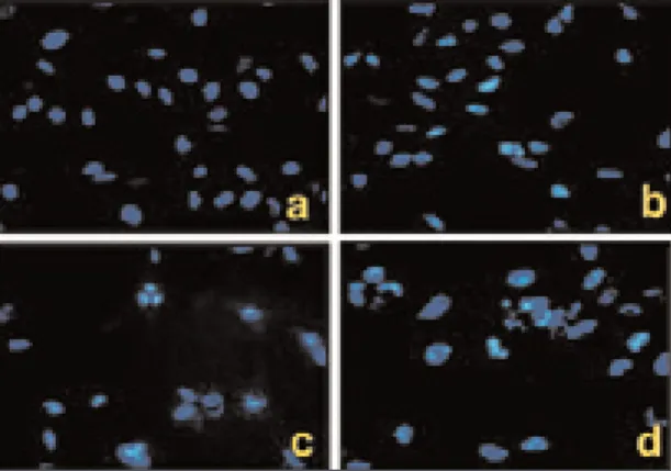 Fig 6. Fluorescence micrographs of MDA-MB-231 cells stained with Hoechst 33342 (C ×400)