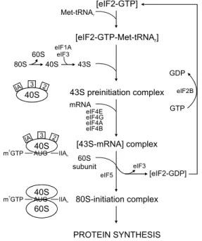 Table  1.  List  of  mRNAs  that  are  known  to  be  translationally  re- re-pressed ꠚꠚꠚꠚꠚꠚꠚꠚꠚꠚꠚꠚꠚꠚꠚꠚꠚꠚꠚꠚꠚꠚꠚꠚꠚꠚꠚꠚꠚꠚꠚꠚꠚꠚꠚꠚꠚꠚꠚꠚꠚꠚꠚꠚꠚꠚꠚꠚꠚꠚꠚ Proto-oncogene c-myc mdm2 c-fos Growth  factor TGF  β FGF-2