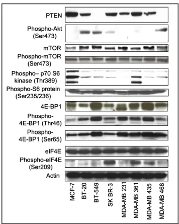 Fig.  4.  The  expression  of  mTOR  and  its  upstream  and  downstream  molecules  in  a  panel  of  breast  cancer  cell  lines  cultured  in  the  presence  of  10%  fetal  bovine  serum