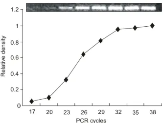 Fig.  1.  Optimization  of  RT-PCR  of  Cox-2  mRNA  with  regard  to  the  amplification  cycles  in  MD  MBA-231  breast  cancer  cells