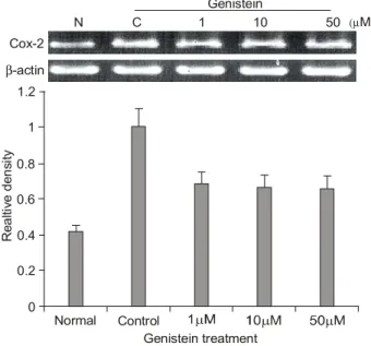 Fig.  3.  Cox-2  inhibitor  treated  group.  Semiquantitative  RT-PCR  of  Cox-2  in  MDA-MB-231  cell  lines  and  relative  density  of  RT-PCR  product  of  Cox-2  transcripts  versus  internal  control  β-actin