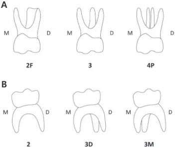 Fig. 1. The types of root in primary molars. 