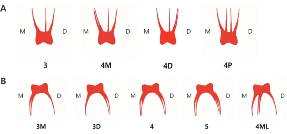 Fig. 2. The types of canal in primary molars. 