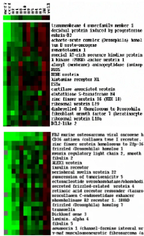 Fig.  5.  Cluster  including  FOS,  JUNB.