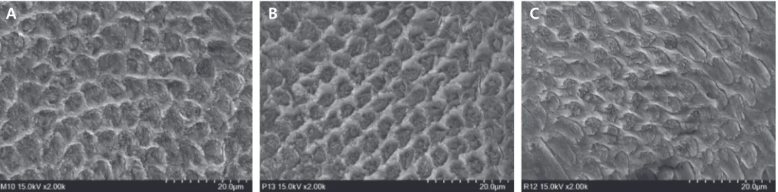 Fig. 2. Representative field emission scanning electron microscope images of enamel rod on each group (×2000)