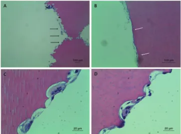 Fig. 4. Light microscope images of physiologic root resorp- resorp-tion of maxillary primary central incisors