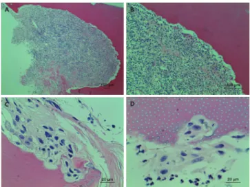 Fig. 6. Light microscope images of pathologic root resorp- resorp-tion surface of primary maxillary central incisors resulting  from periapical inflammation