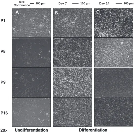 Fig. 3. The alizarin-red solution staining images of undifferentiation groups. The staining was not definitive through all pas- pas-sages