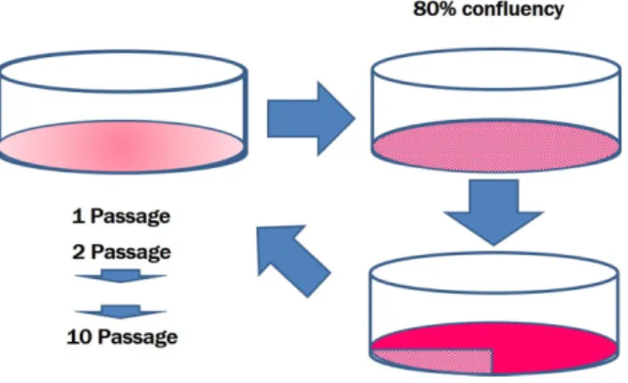 Fig. 3. Morphology of supernumerary dental pulp stem cells (sDPSCs) at 2 - 10 passage