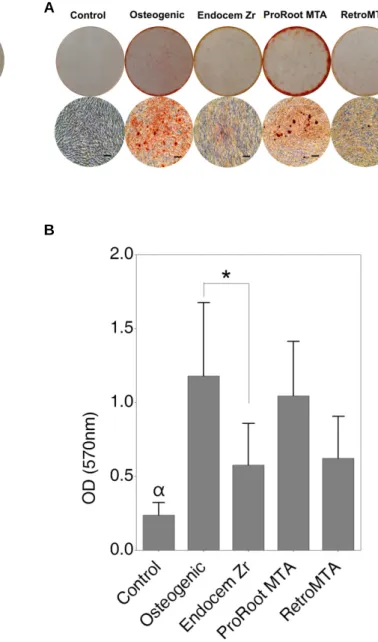 Fig.  6.  Degree  of  extracellular  mineralization  achieved  by  DPCs  when cultured in media extracted from the experimental materials