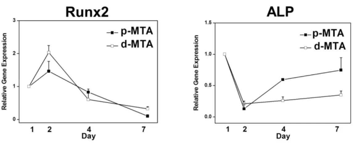 Fig. 4. Chronological changes in the gene expressions of Runx2 and ALP of pulpal cells in direct contact with white MTA.