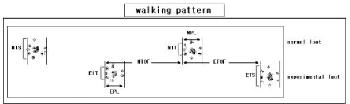 그림 3. Walking pattern analysis(De Koning and Gispen 1987)