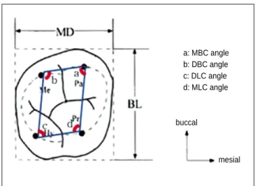 Fig. 2. Diagram showing intercuspal distances.
