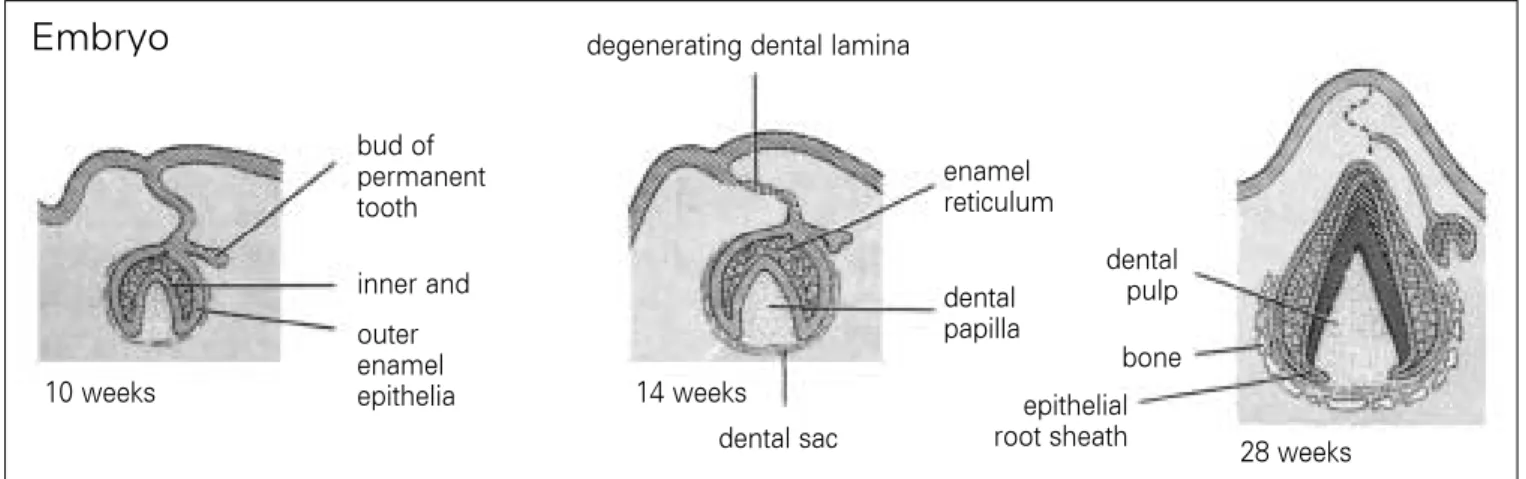 Fig. 3. Permanent tooth bud develops on the lingual side of primary tooth germ, in 10 weeks old embryo 7) 
