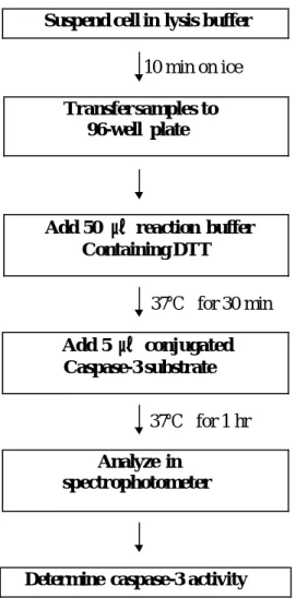 Figure 3. Caspase-3 assay procedure
