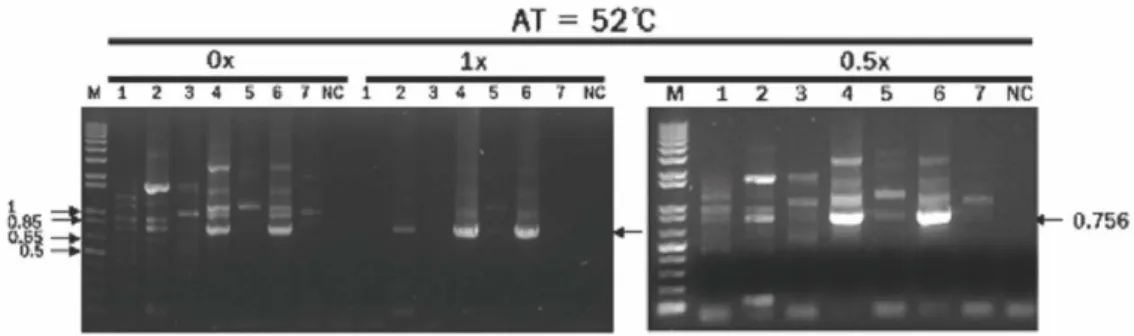 Table 9. 16s rDNA sequence of No.5 spp