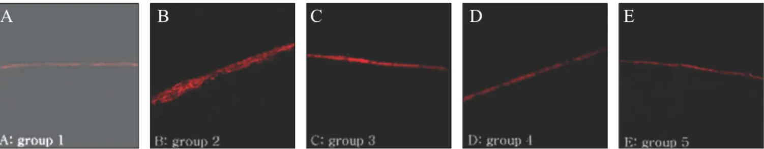 Fig. 2. Representative images of confocal laser scanning microscopy of the lesions applied with the resin adhesive.