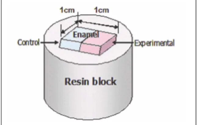Fig. 2. Cross-section of specimen.