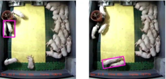 Fig. 1. Segmentation Problem of Adjoining Pigs