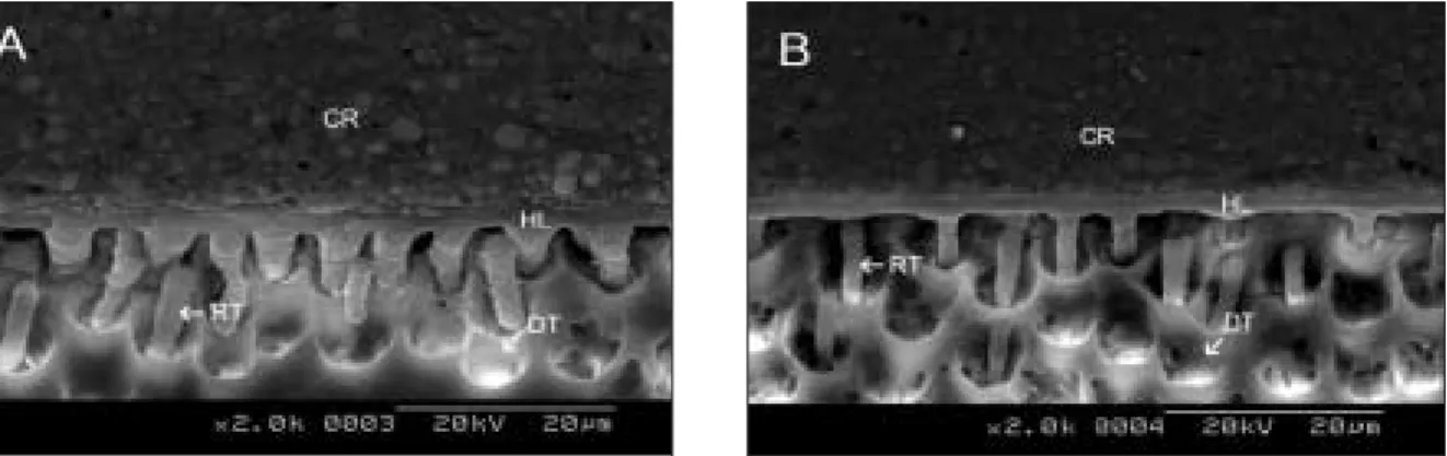 Fig. 4. SEM photograph of bonded surface (×2,000). 