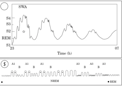 Fig. 4. A：Descriptive layout of EEG synchrony in all-night sleep according to the model of slow wave activity (SWA)