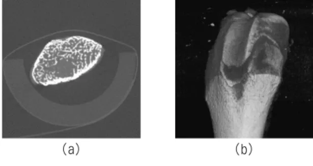 Fig. 1. Bone image used for experimentation  (a) Micro CT image (b) Reconstructed 3D image with Xelis