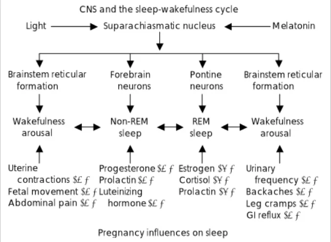 Fig. 1. Central nervous system  (CNS) structures involved in the sleep-wakefulness cycle and pregnancy influences on the cycle