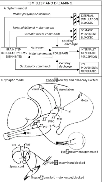 Fig. 2. Physiological signs and regional brain mechanisms of  REM sleep dreaming separated into the activation (A), input  source (I), and modulation (M) functional components of the  AIM model