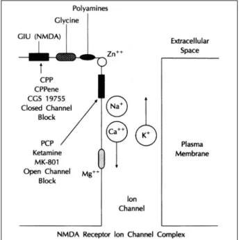 Fig. 4. Schematic representation of the NMDA receptor. 
