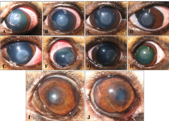 Fig. 1. Clinical outcomes of subconjunctival injection of mesenchymal stem cells (MSC) and phosphate buffered saline in experi- experi-mental corneal defects on day 1 (A, E), 3 (B, F), 5 (C, G), 7 (D, H), and 24 (I, J)
