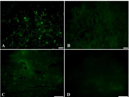 Fig. 3. Detection of transplanted MSCs in the ocular tissue. On day 10, a small number of CFDA-SE labeled cells were detected in the MSC group as fluorescent positive cell morphology only in the subconjunctival area (A)