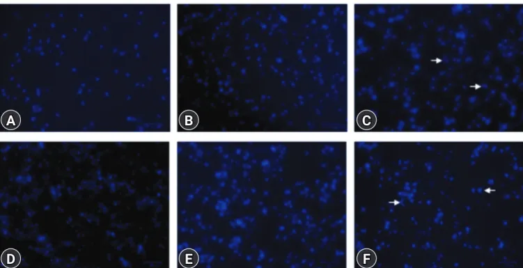 Fig. 5. Fenbendazole (FBZ) increased the number of bone marrow cells (BMs) with fragmented nuclei