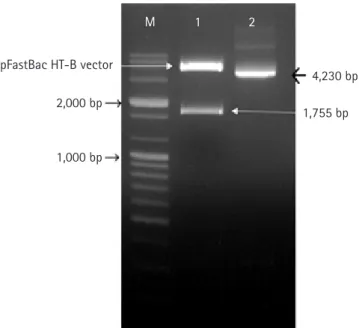 Fig. 1. Identification of the VP2 gene in the pFastBac HT-B vector  and the bacmid. Insertion of the VP2 gene into the pFastBac HT-B  vector was confirmed by BamH1/Xho1 double digestion