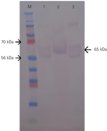 Fig. 2. Identification of recombinant feline panleukopenia virus (FPV) VP2 baculovirus