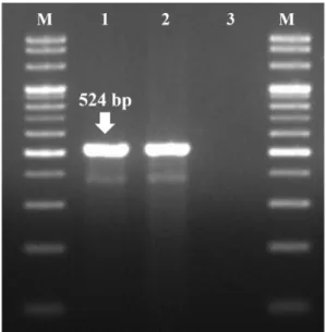 Fig. 4. Polymerase chain reaction products of swine poxvirus from  the  skin  lesions  in  the  piglets  (lane  M,  100 bp  DNA ladder; lanes 1 and 2, skin tissues; lane 3, negative control)