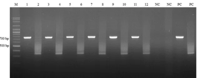 Fig.  1.  Specificity  determination:  A  total  of  4  common  respi- respi-ratory pathogens were tested