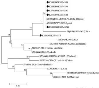 Fig. 4. Comparison of the deduced amino acid sequences of the 19 MS strains. The comparison was performed by the BioEdit software and the results are displayed graphic view