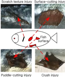 Fig. 2 Various types of injury on the fish surface