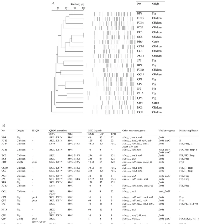 Fig. 2. Genetic characteristics of 22 fluoroquinolone-resistant Escherichia coli isolates from edible offal