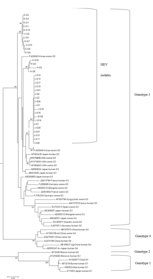 Fig. 1. Phylogenetic analysis of HEV nucleotide sequences obtained from this study with other HEV strains