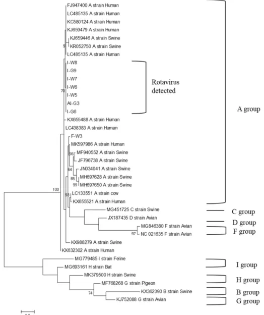 Fig. 2. Phylogenetic analysis of rotavirus genomic sequence. The total 121-bp nucleotide sequences of VP6 gene obtained from eight rotaviruses were analyzed with those of rotaviruses representing groups A, B, C, D, F, G, H, and I.