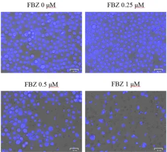 Fig.  4.  FBZ  damages  the  nuclei  of  HL-60  cells.  Cells  were treated with FBZ and stained with Hoechst 33342 solution to observe nuclear morphology