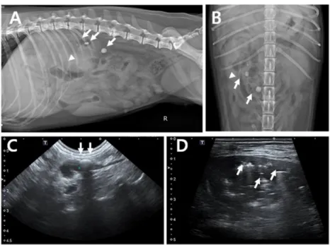 Fig.  2.  On  abdominal  computed  tomography,  free  gas  in  the right kidney and uroliths in the dilated proximal ureter are seen in the transverse (A, B) and sagittal (C, D) views