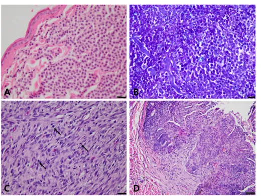 Table 1. Classification of cutaneous tumors according to the histologic origin and malignancy