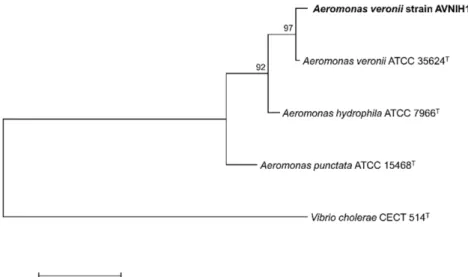 Fig. 2. Maximum-likelihood tree based on the nucleotide sequences of  rpoB in Aeromonas veronii strain AVNIH1 to some repre- repre-sentative type strains of Aeromonas species and the outgroup Vibrio cholerae CECT 514 T 