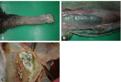 Fig. 2. Direct microscopic examination for mycology. (A) Direct stamp from the thoracic air sac
